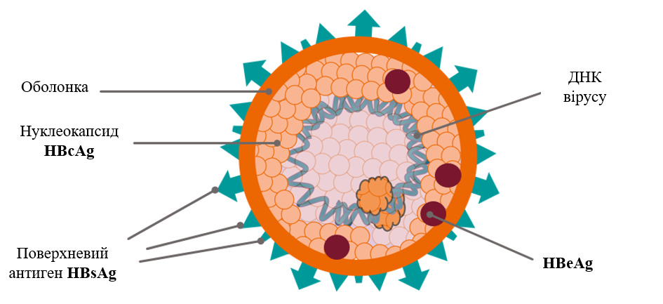 Гепат. Строение вируса гепатита б. Строение вируса гепатита в антигены. Вирус гепатита b схема строения. Вирус гепатита а схема.